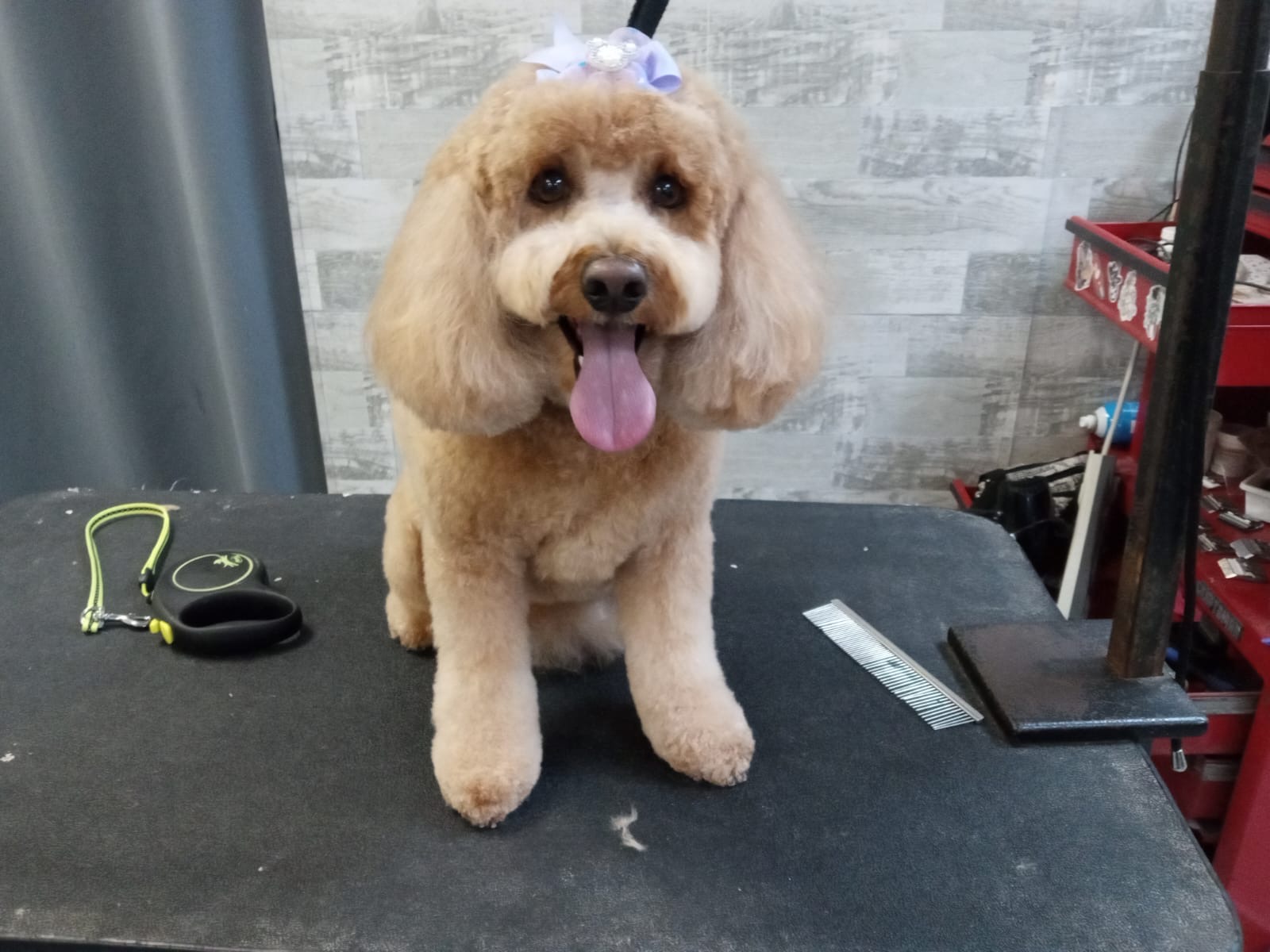 Fluffy's Amazing Transformation