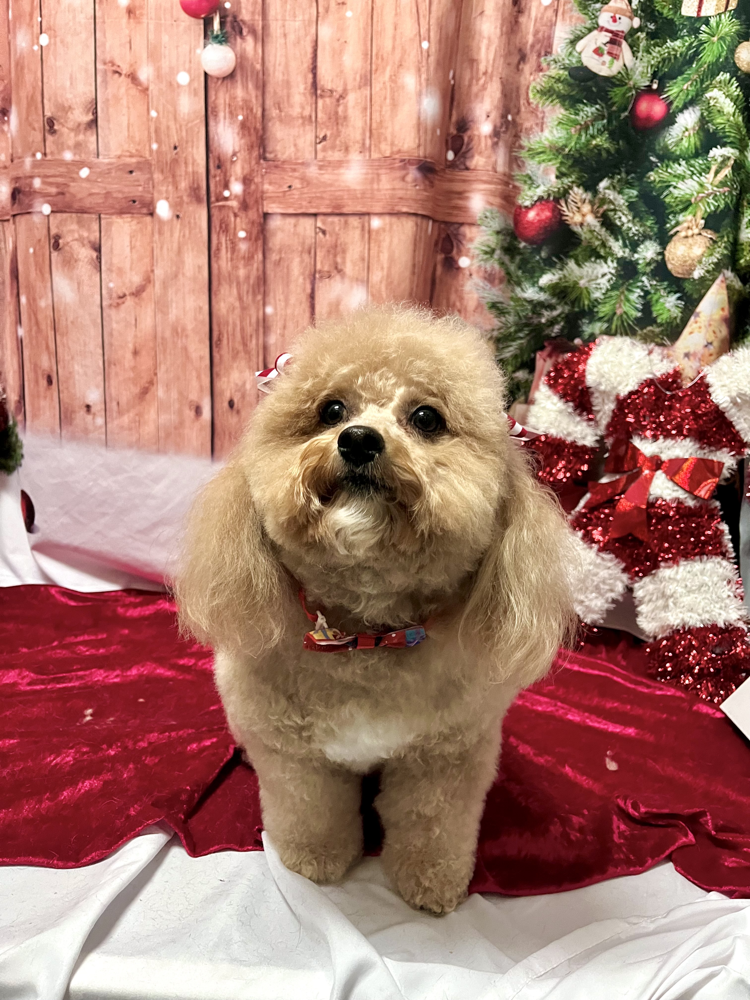 Fluffy's Amazing Transformation