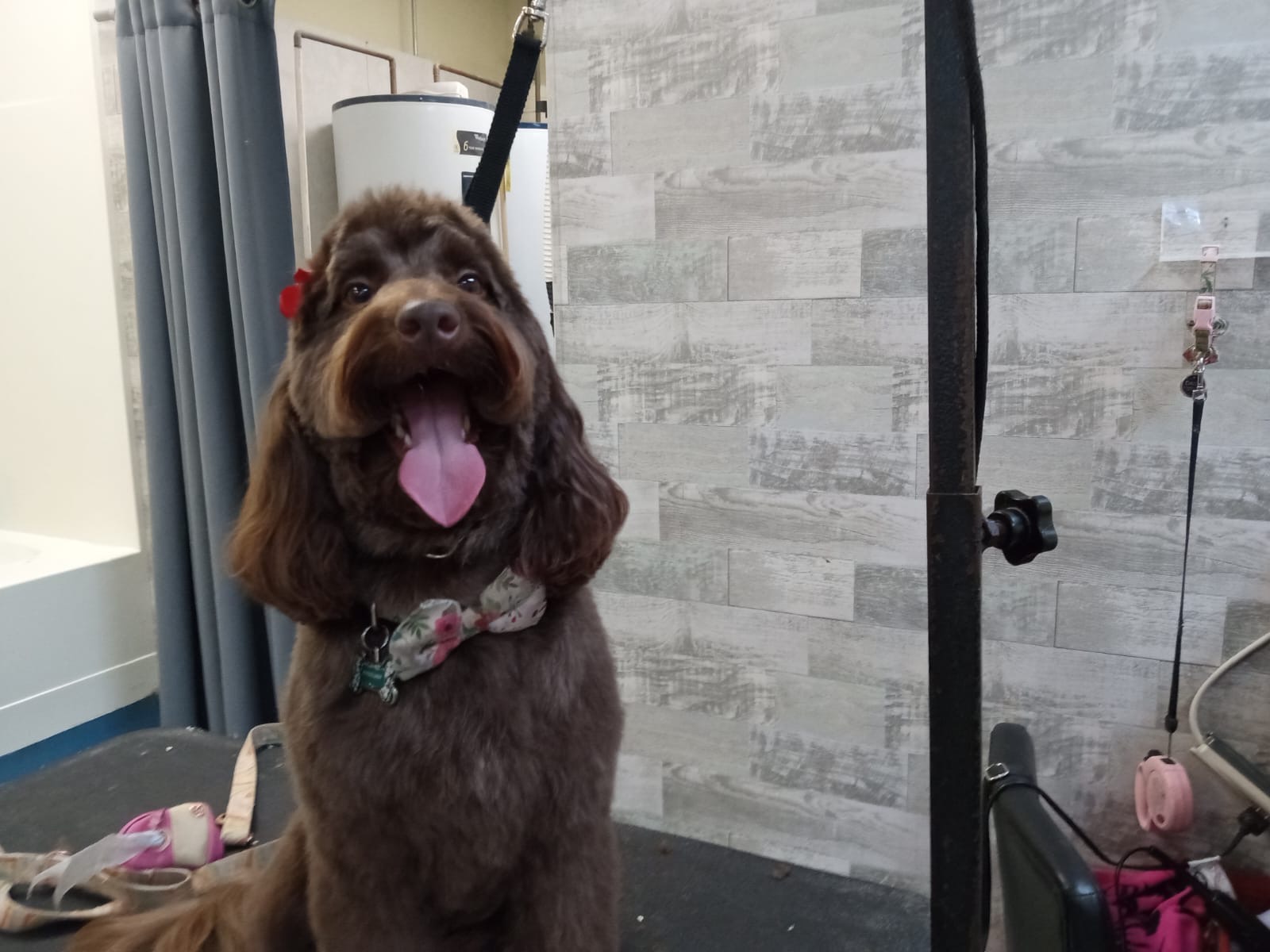 Fluffy's Amazing Transformation