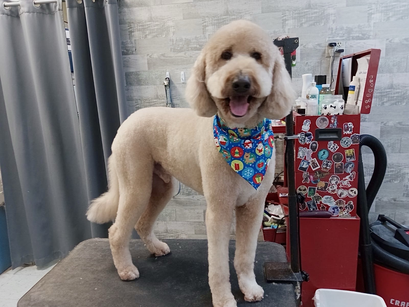 Fluffy's Amazing Transformation