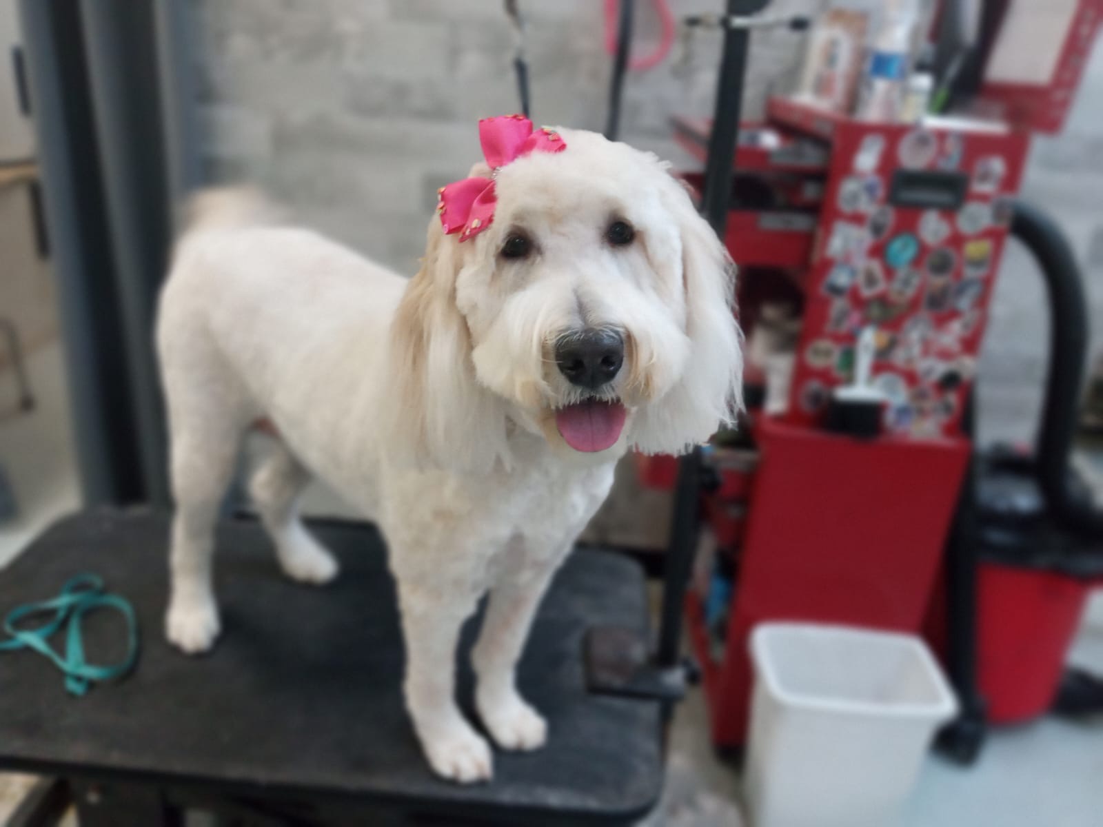 Fluffy's Amazing Transformation