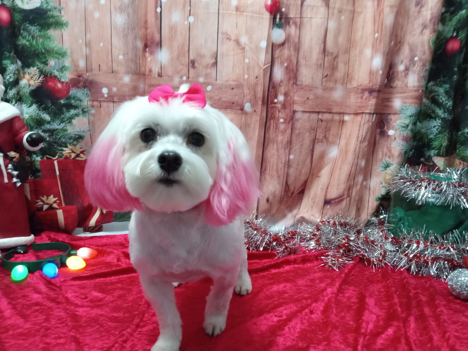 Fluffy's Amazing Transformation