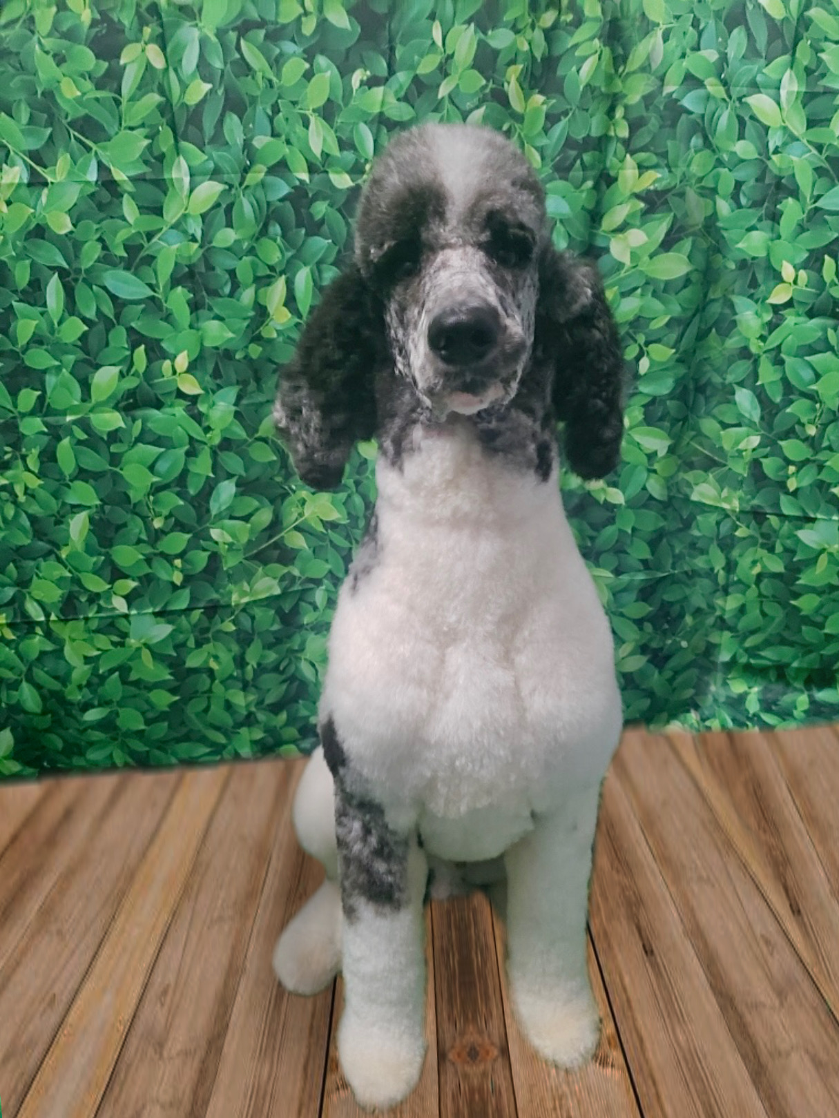 Fluffy's Amazing Transformation